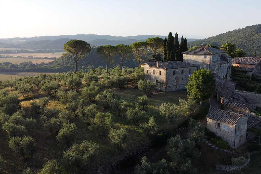 The hill of Montestigliano in Tuscany with thousands of olive trees